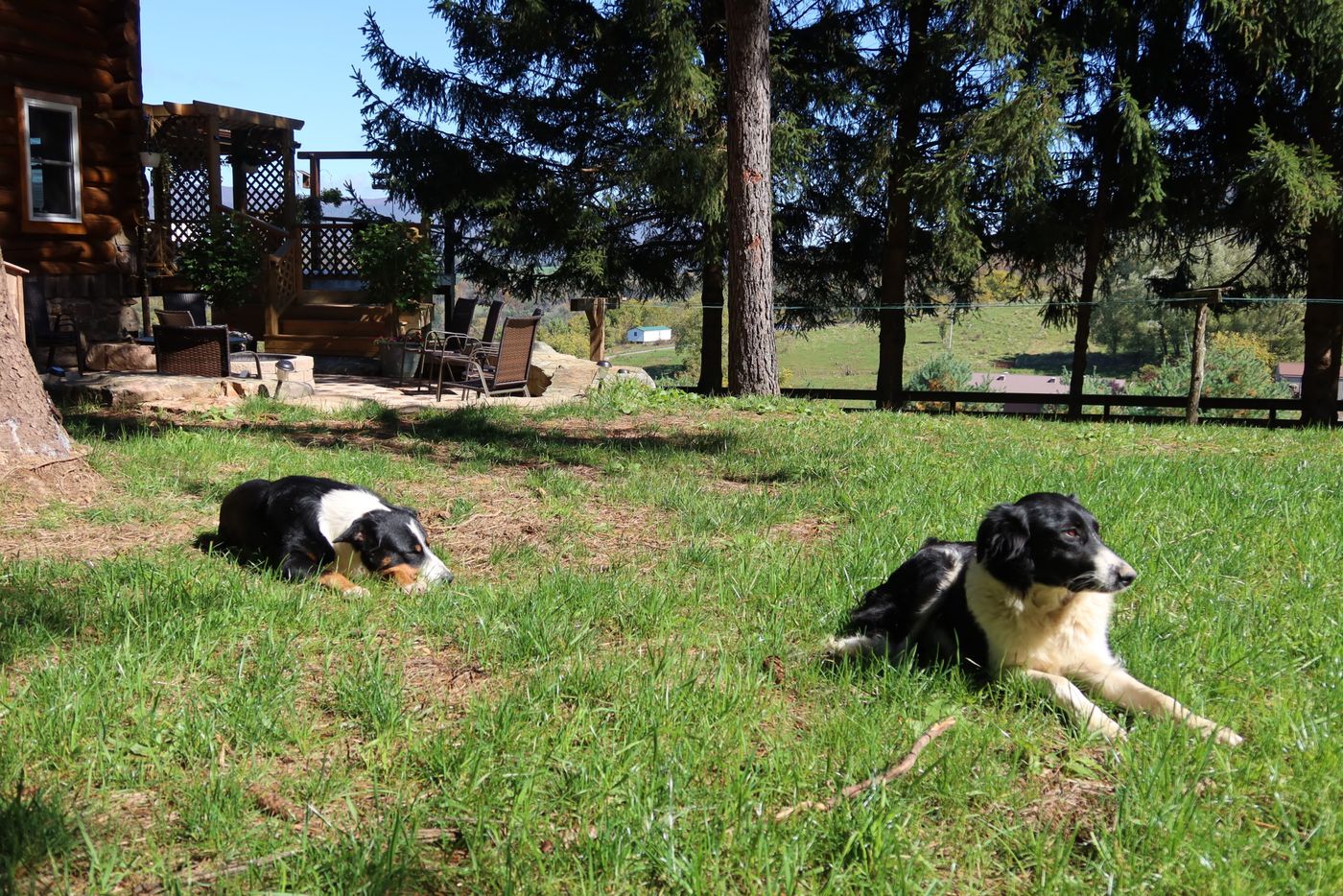 Two farm dogs lying in the grass