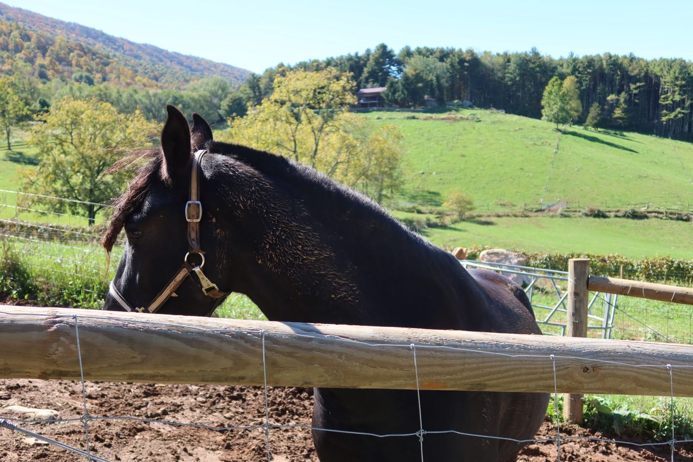 Horse at the fence line with green pasture behind