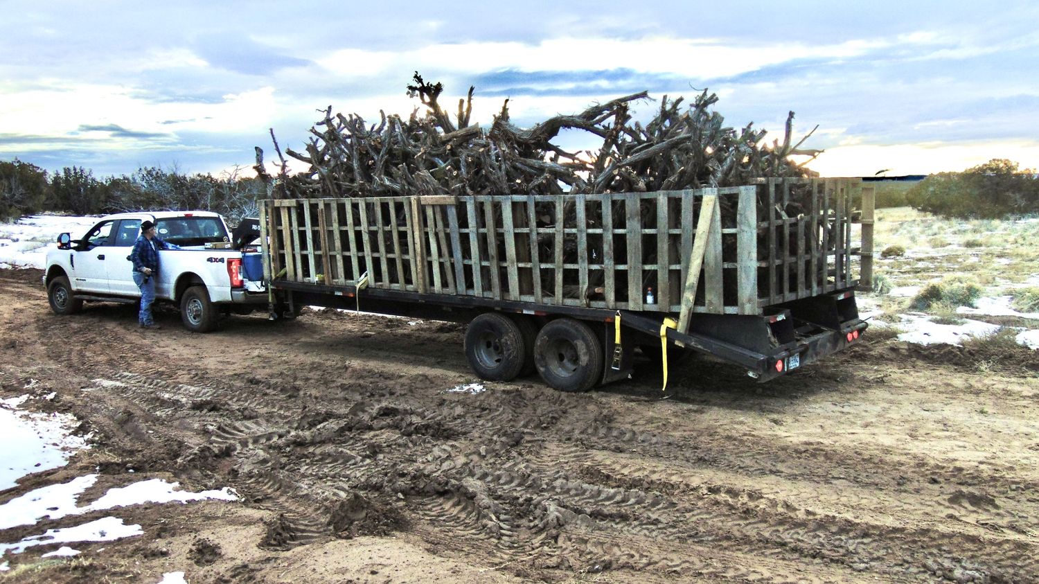 Trailer loaded with harvested juniper heading east