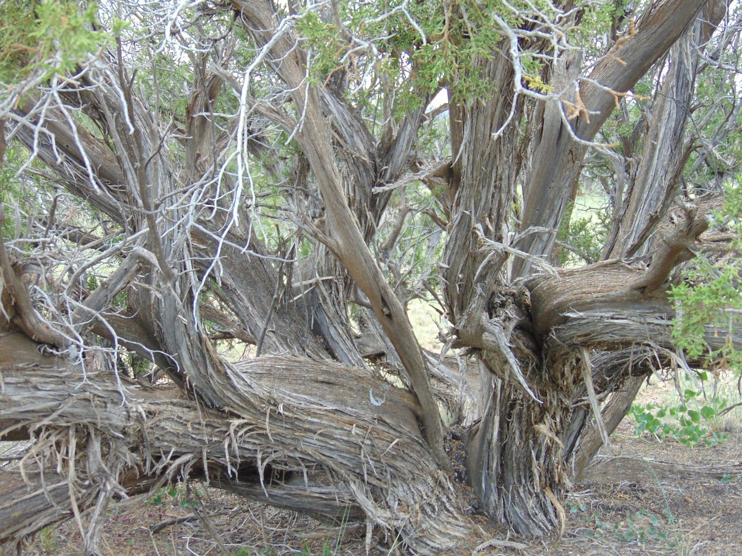Standing twisted juniper at the Arizona harvest site