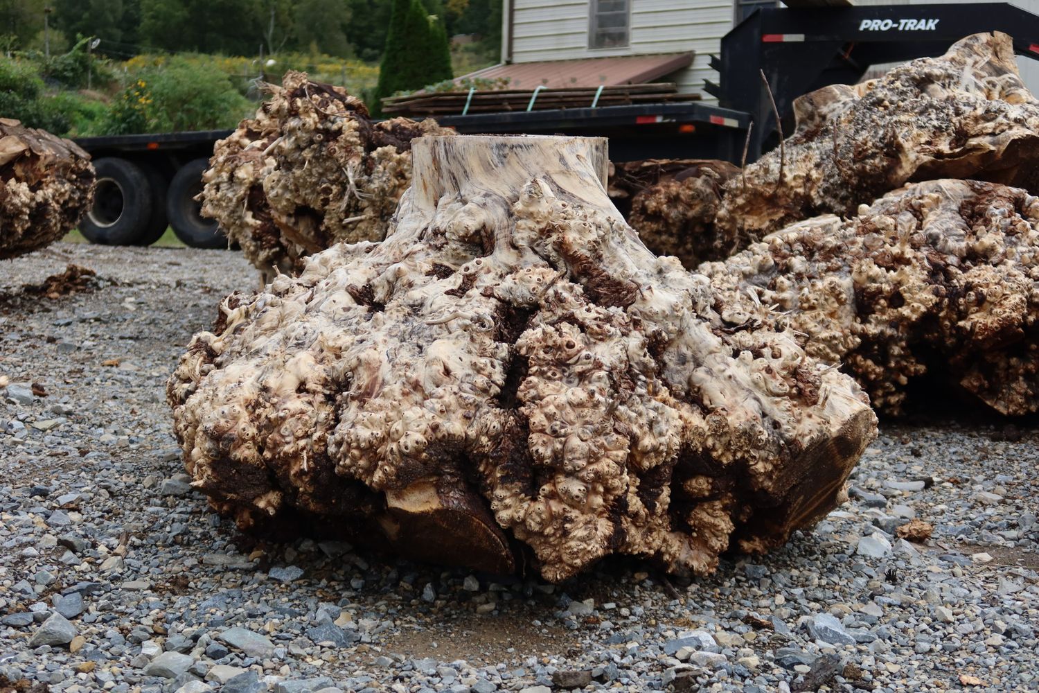 A fresh load of burls arriving at the mill on a trailer