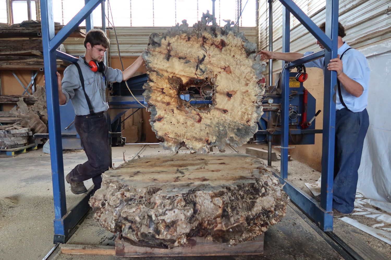 Sawing a giant burl into slabs on the bandsaw mill