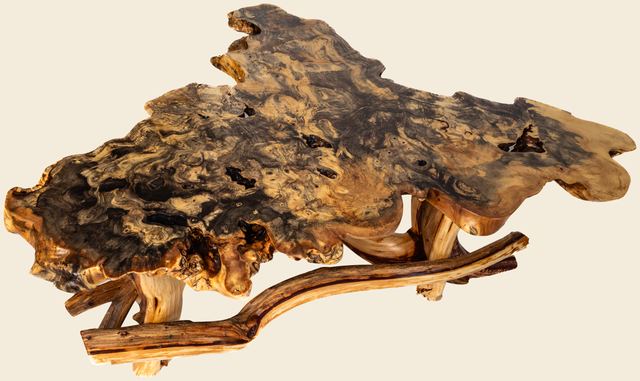 Buckeye Burl Coffee Table on Juniper, Buckeye Burl