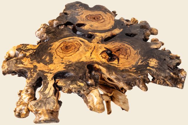 Buckeye Burl Coffee Table on Root Feet, Buckeye Burl